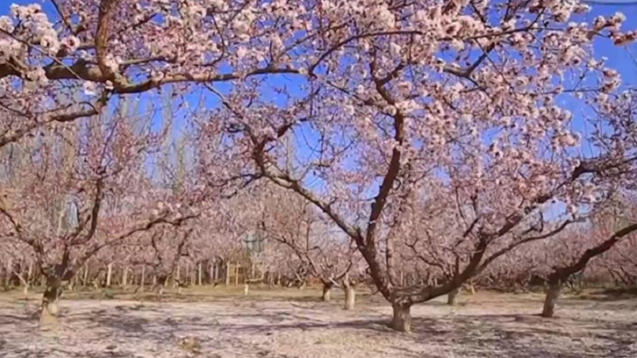 天山天气寒冷,但它脚下的托克逊县,不到4月份就已成为一片花海