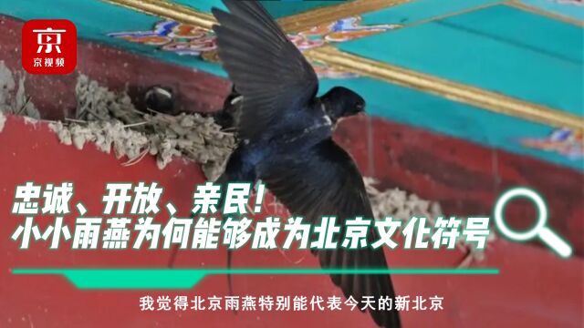 忠诚、开放、亲民!小小雨燕为何能够成为北京文化符号