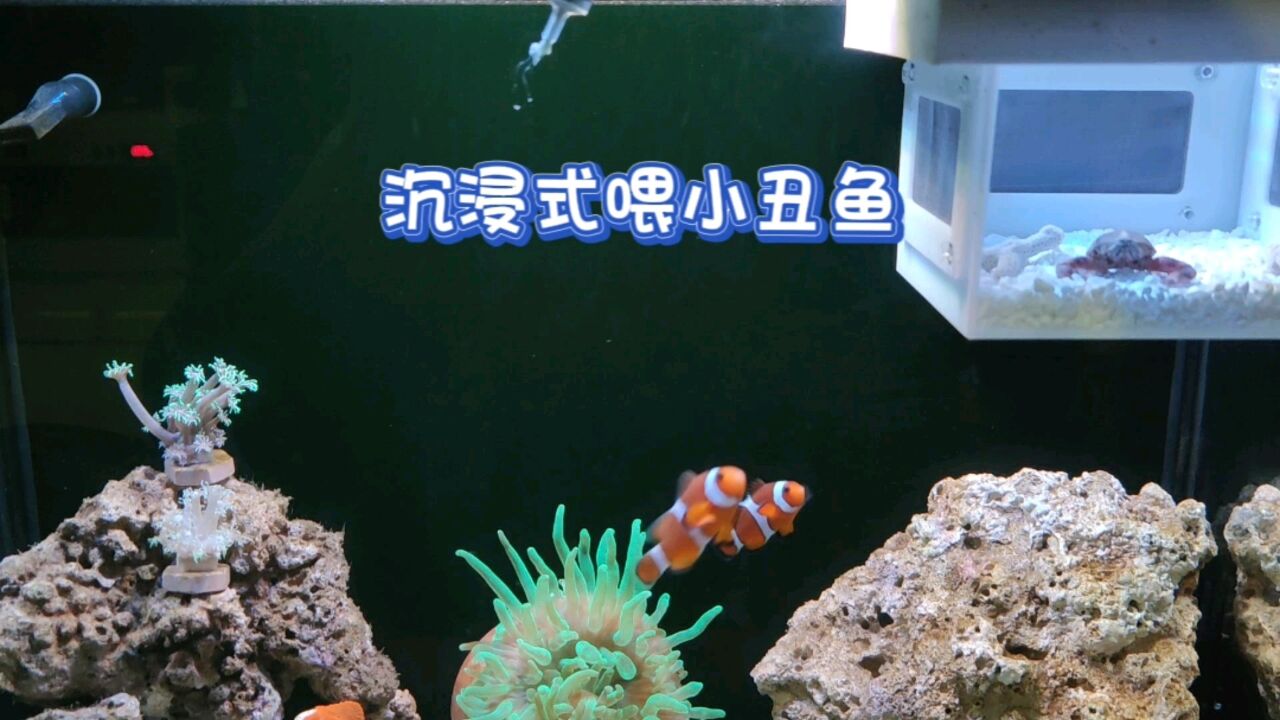 海缸日记,沉浸式喂小丑鱼