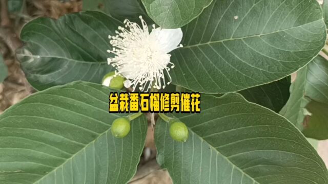 盆栽番石榴修剪催花