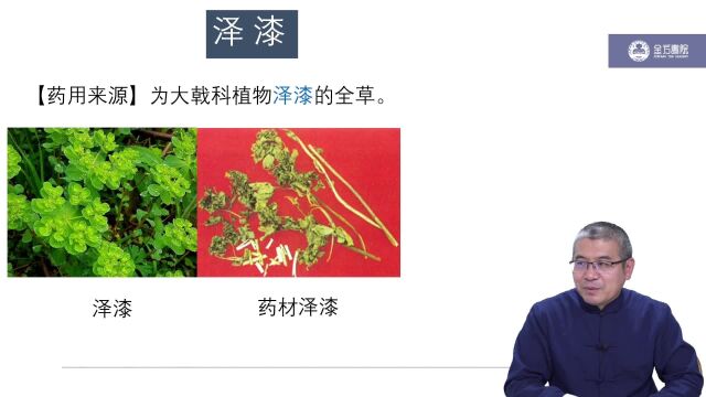 泽漆利水渗湿药利水消肿药《中药学》高文医生主讲