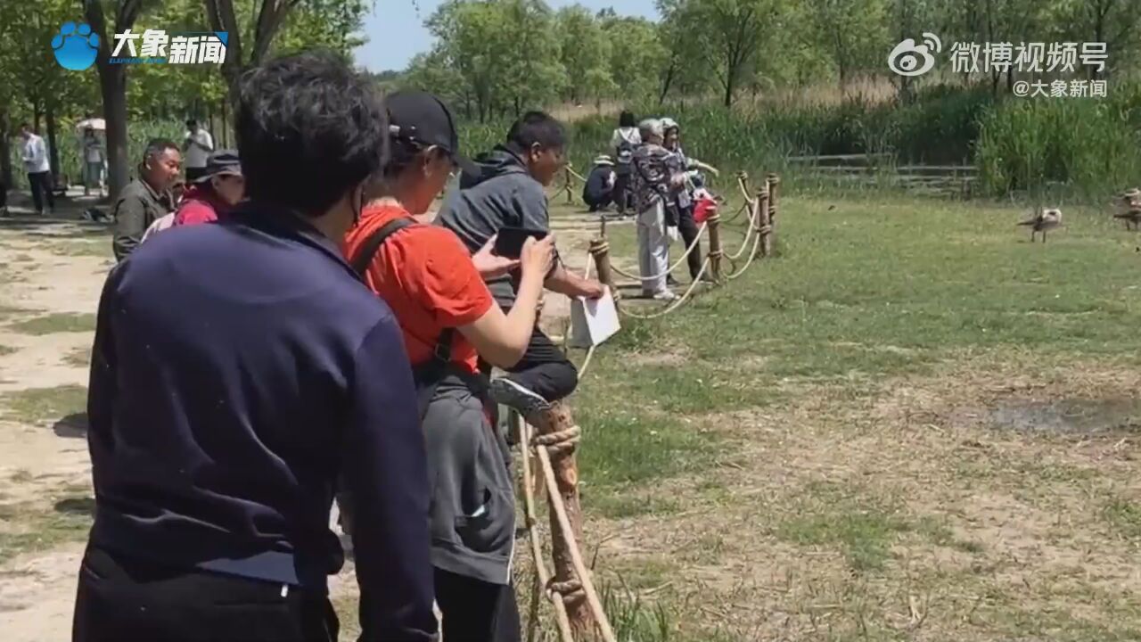 奥森公园回应游客偷走大雁宝宝