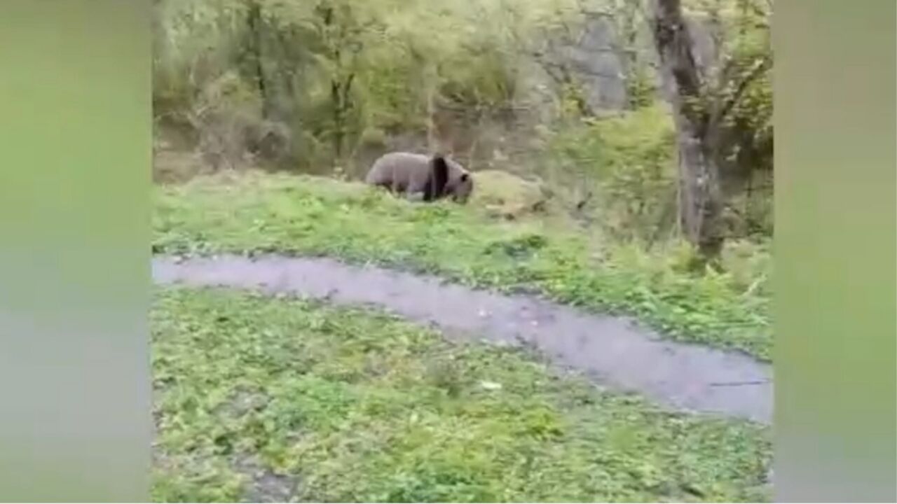 四川宝兴:首次通过航拍记录野生大熊猫影像