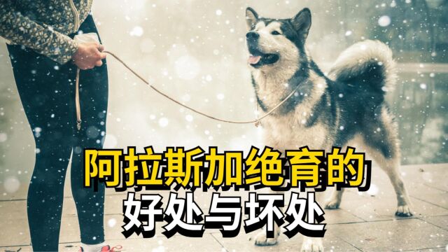 阿拉斯犬加绝育真的会好吗?看完再做决定也不迟