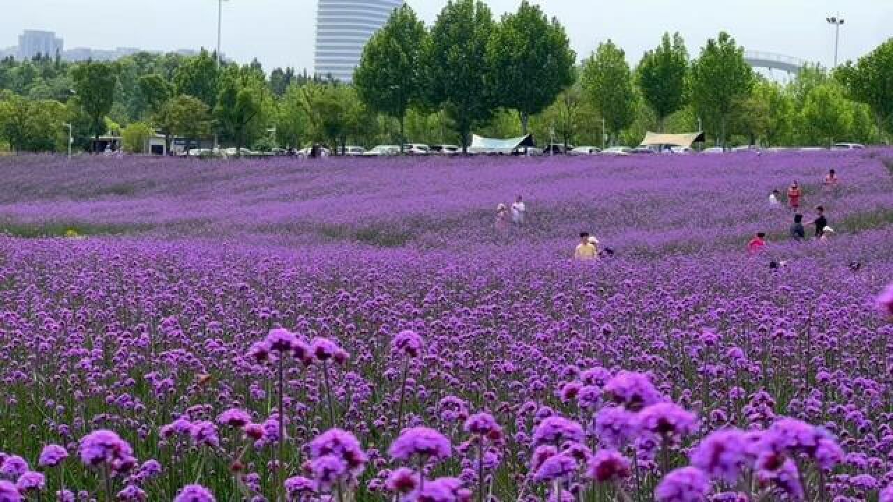 光谷政务中心的浪漫紫色马鞭草花海又盛开了,风高气爽的天气出来逛逛简直太惬意了!