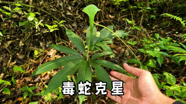 天南星又叫蛇包谷,被称为“毒蛇克星”,它作用可大了