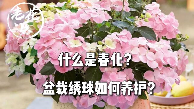 什么是春化?盆栽绣球如何养护?