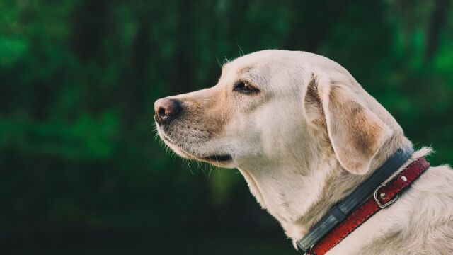 小猫历险记,一路危险重重,结局却携带妻儿回家