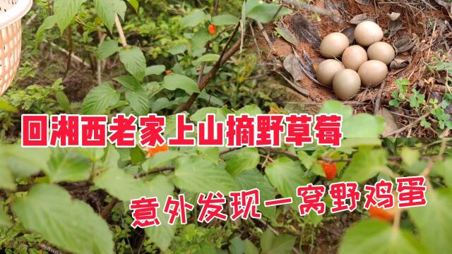 回湘西老家进山摘野草莓,漫山遍野都是,还意外发现了一窝野鸡蛋