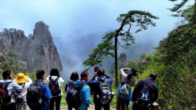 黄山杜鹃别样美!跟着镜头看“一路繁花”