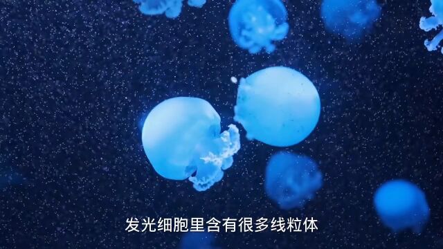 萤火虫为什么会发光