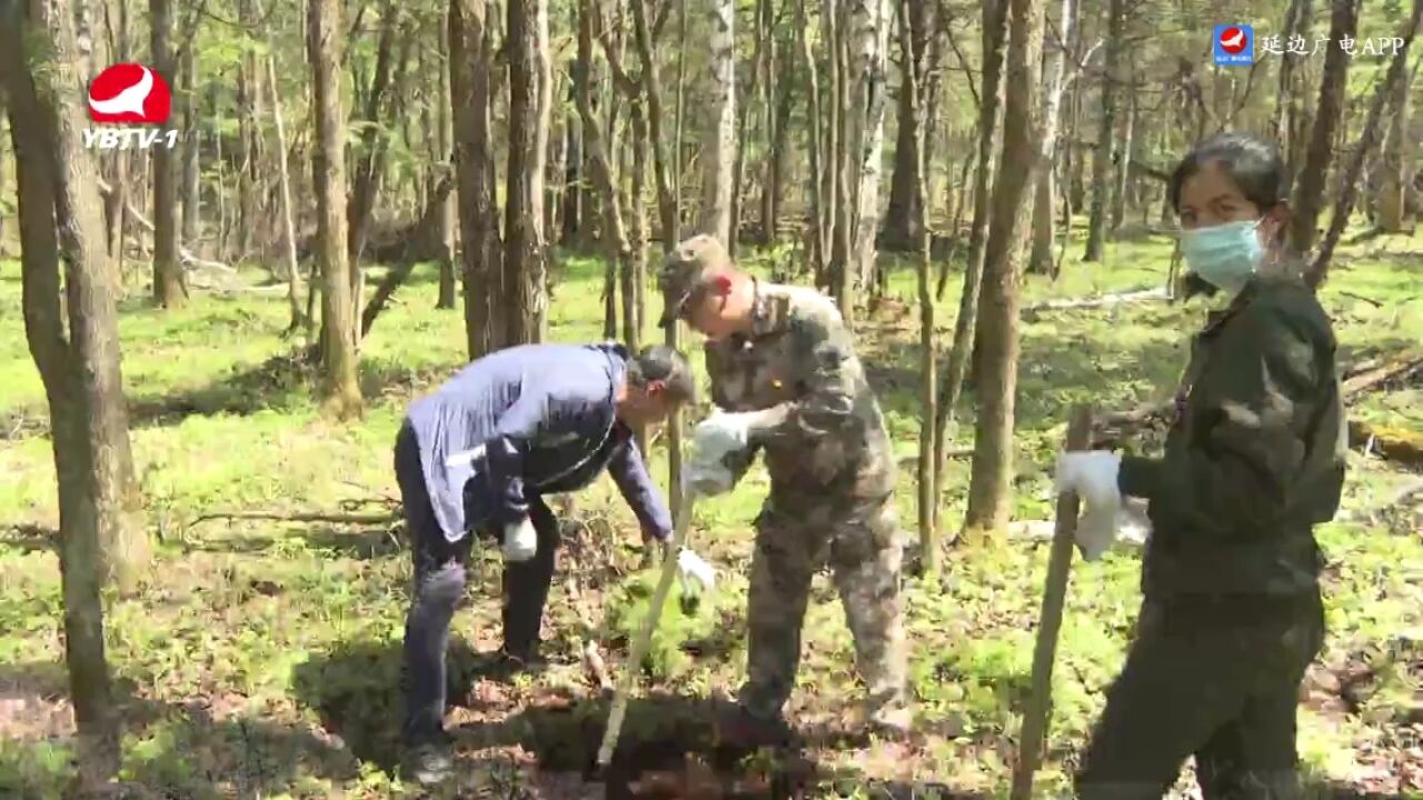 长白山森工:全力推进植树造林工作 为美丽延边增绿添彩