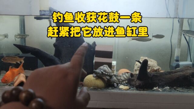 我要用钓来的原生鱼装满整个鱼缸,今天收获花骨鱼一条