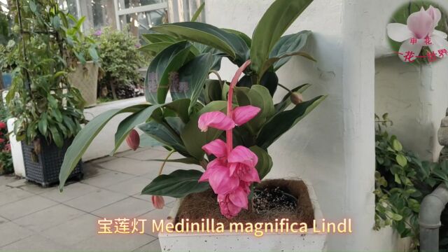 宝莲灯 Medinilla magnifica Lindl