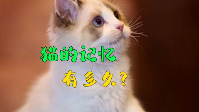 猫咪的记忆到底有多久