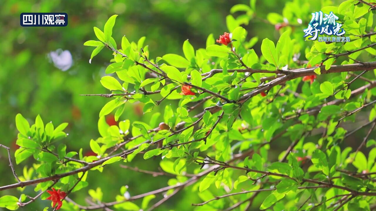 川渝好风光丨叮,夏日“小清新”已上线,请查收