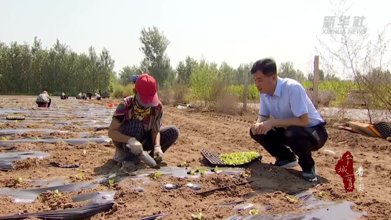 千城百县看中国|河北永清:技术指导有力度 灾后补种见成效