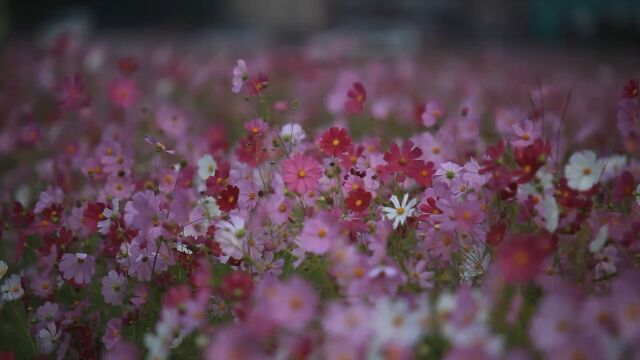 “花色悦目”