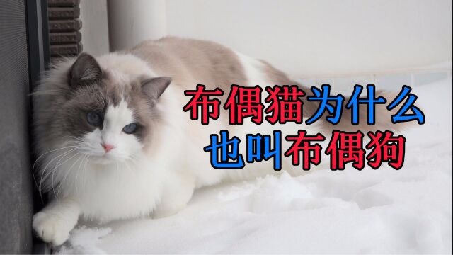 布偶猫为什么也叫布偶狗