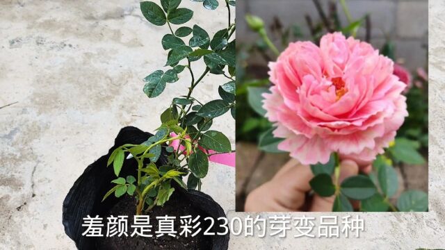 入手月季牙签苗,真彩230的芽变品种:羞颜