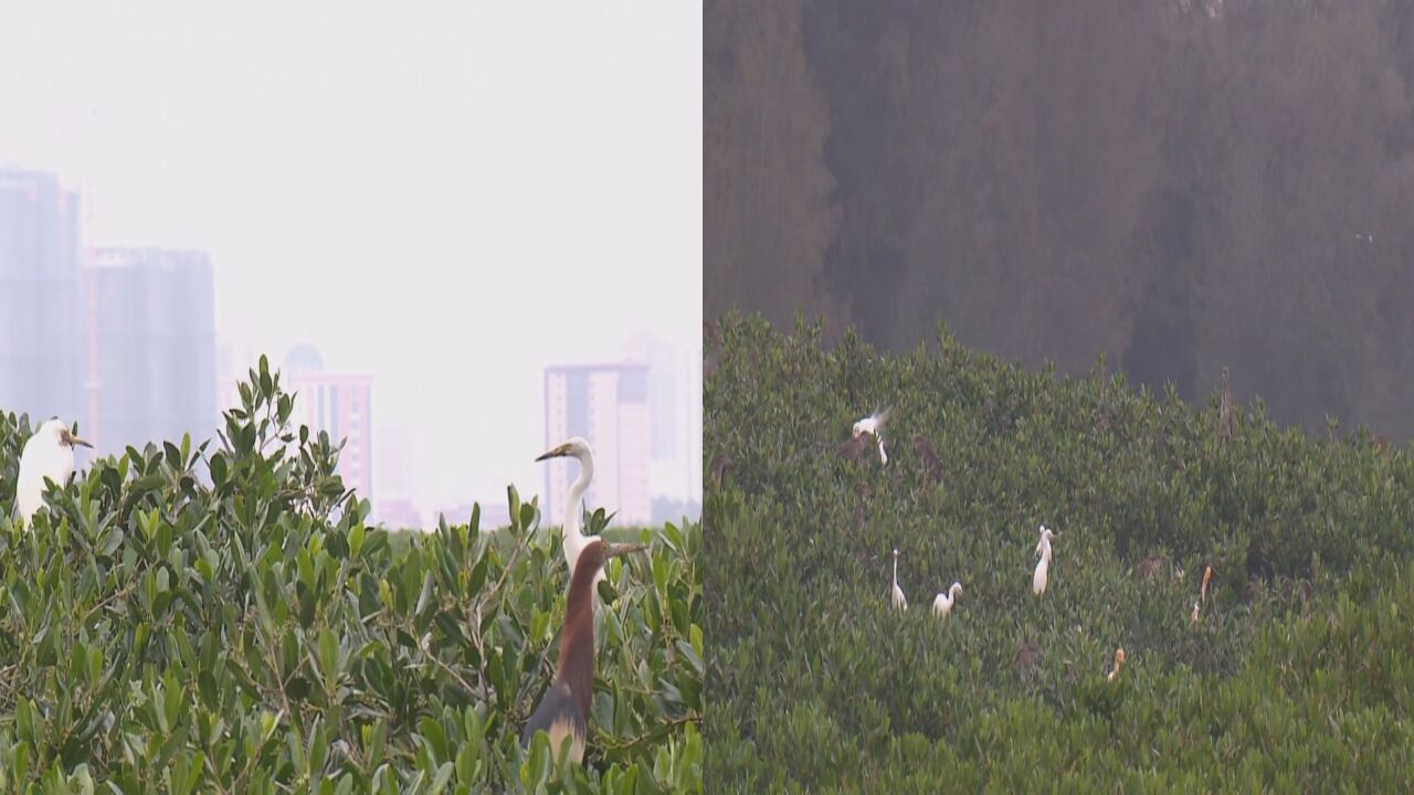 “稀客”变“回头客”!湿地保护效果明显 候鸟翔集绘就生态画卷