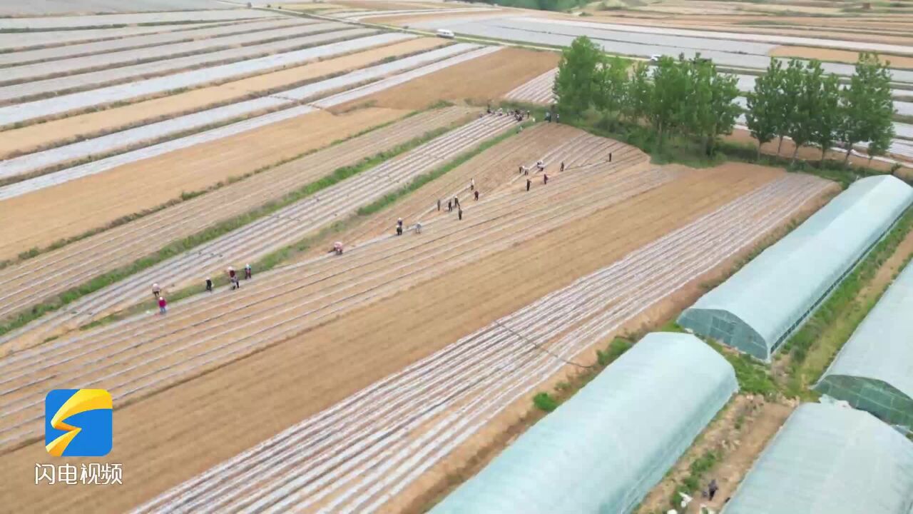 莒南:打造千亩红薯种植共富示范片区 助力群众增收共富