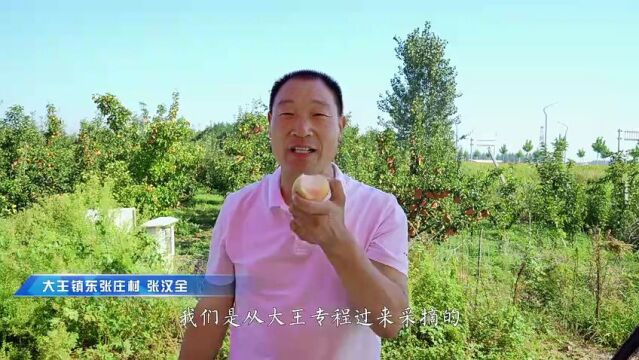 东营市广饶县颜徐一村:梨香扑鼻 喜获丰收