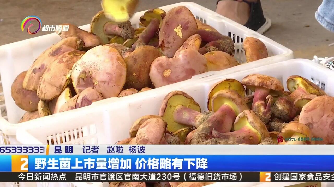 野生菌上市量增加 价格略有下降