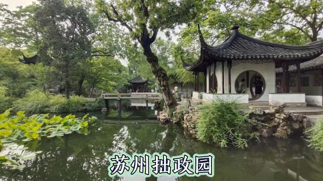 苏州著名的拙政园,江南园林的代表,门票80元,看看风景怎么样