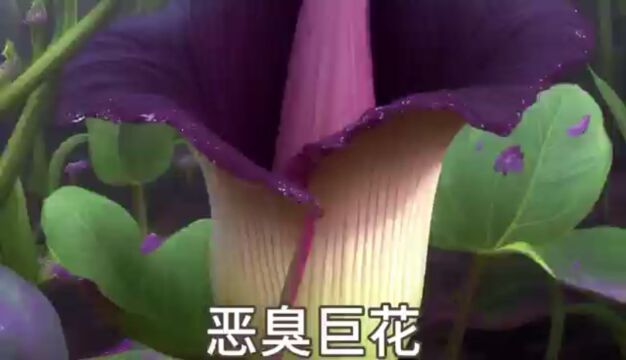 巨大的泰坦魔芋恶臭之花