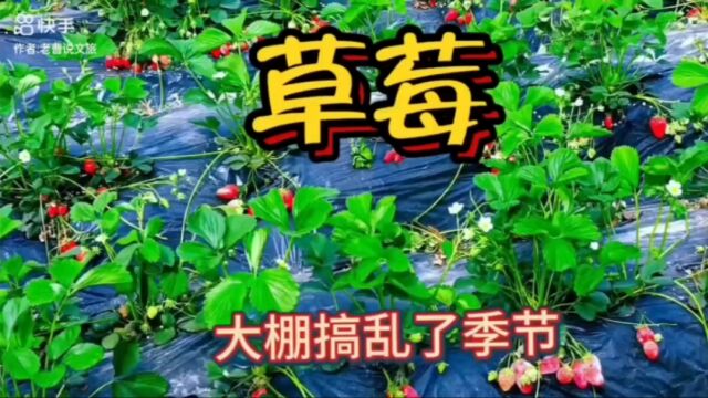 草莓:被大棚搞乱了季节的水果