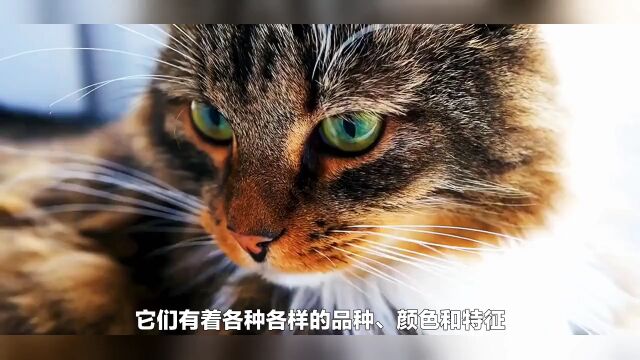 世界上颜值最高的猫