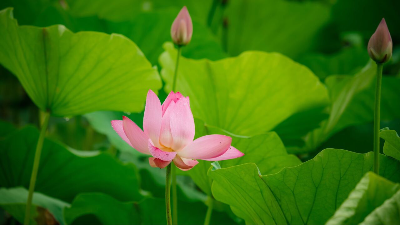 映日荷花别样红!古诗里的西湖荷花开了