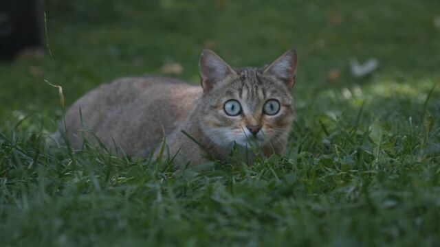 快意江湖小猫咪