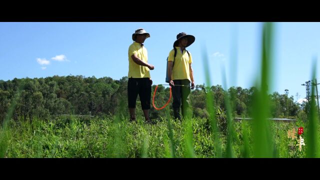 【禄丰电商】《恐龙牌东河大米》禄丰华斌农业科技开发有限公司