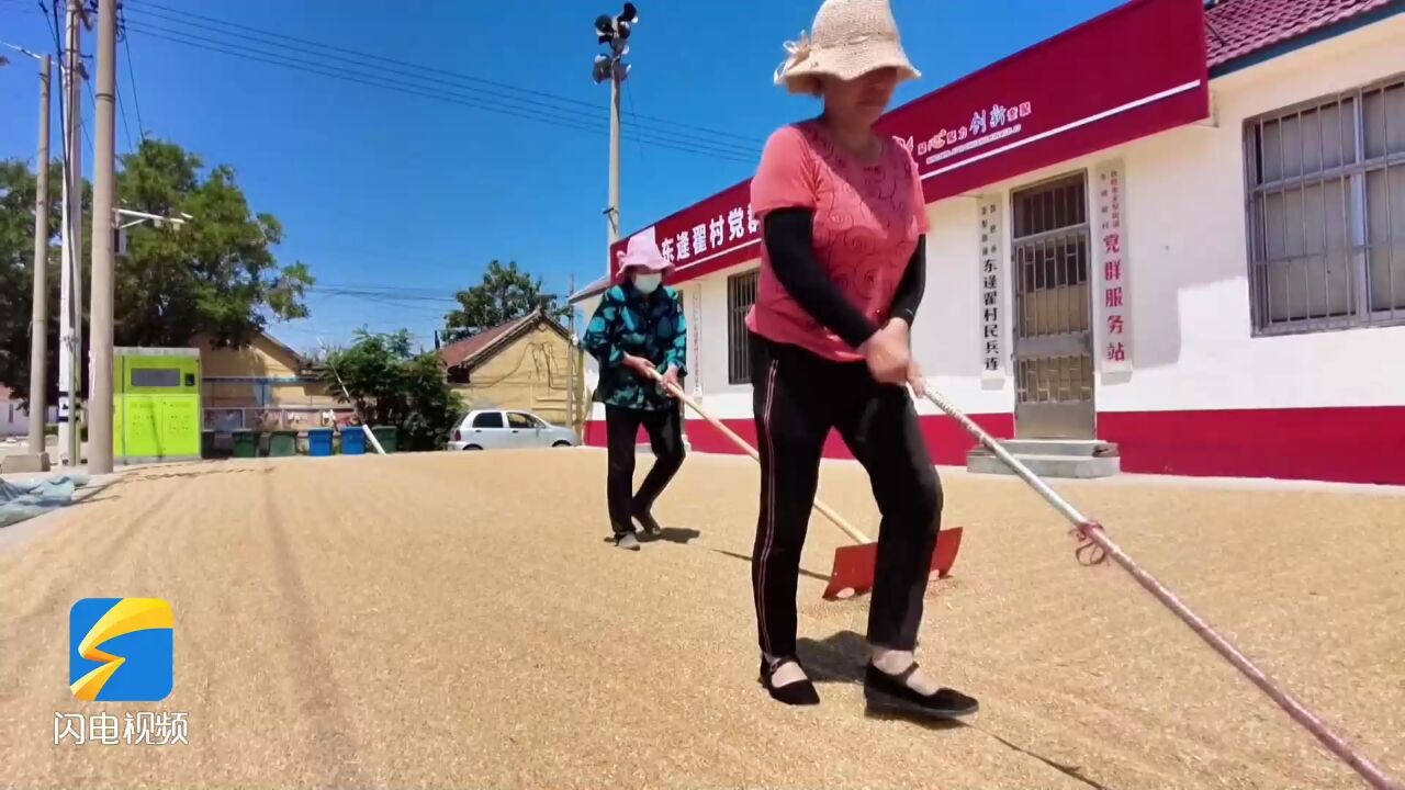 潍坊:多地村委大院、文化广场变身金色晒麦场 确保颗粒归仓