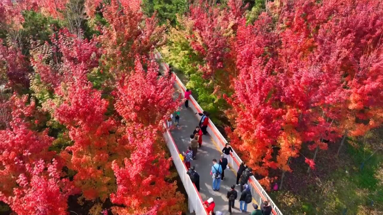 在雁南公园的别样秋色里 遇见十一月的你