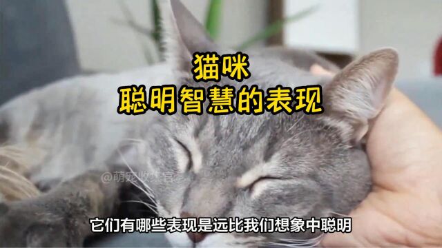 猫咪有这些表现,说明很聪明,不要小瞧它了