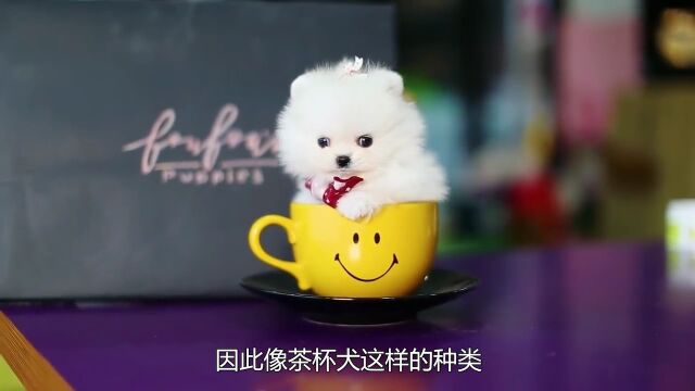 茶杯犬是怎么来的?为什么价格这么贵?看完你还忍心养吗