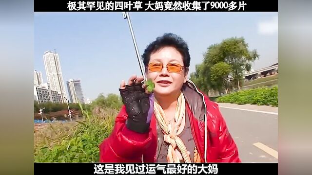 极其罕见的四叶草,大妈竟然收集了9000多片