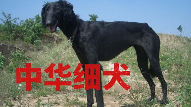 中国最优秀的猎犬,中华细犬!如今却无人问津