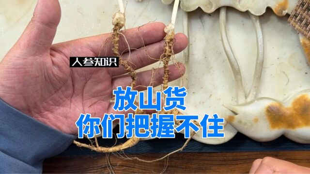 花高价买的人参,不一定是你想要的,长得像的太多