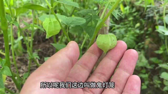 老乡家菜地里种了几颗“鬼灯笼”的植物,果实像灯笼,一起来看看