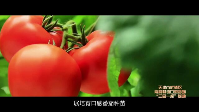 小小西红柿,映红致富路!【全国种植业“三品一标”基地云展播】