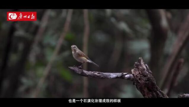 绿美广东!广东岩溶石漠化地区植被盖度超80%