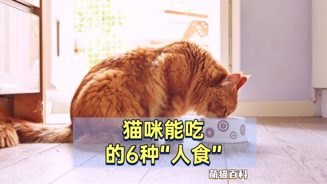 猫咪能吃的6种人食,对于它来说,是人间美味!