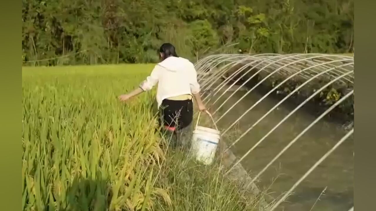 稻鱼共作新模式,不仅提高了水稻的品质,而且还增加了额外收入