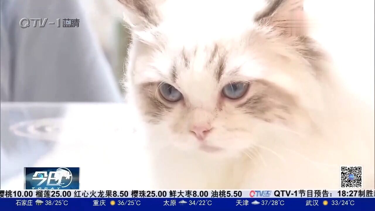 上海:为爱猫人士搭建交流平台,猫咪比赛渐成时尚