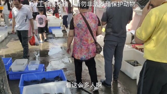 国内知名乌龟集市,蛋龟和鳄龟受年轻玩家喜爱,佛鳄龟大苗160