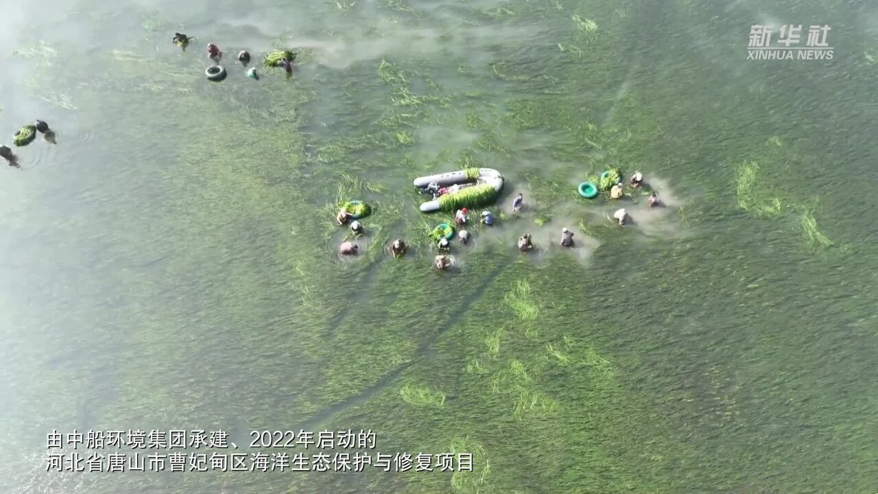 河北唐山:投礁种草修复渤海生态 “海底沙漠”现“绿洲”